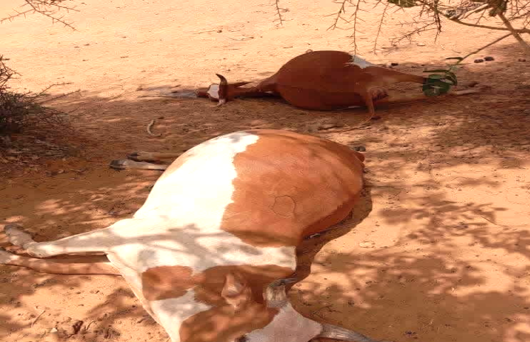 Assaba : 13 bovins morts, le ministère soupçonne une contamination de l'eau