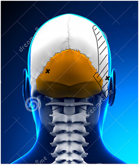. La croix, au niveau de la nuque (os occipital gauche), indique l’emplacement de l’impact de la balle.  2. La croix, au niveau de l’oreille droite indique l’emplacement de l’impact causé par l’objet pointu qui a poignardé cette oreille