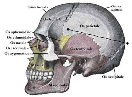 Ce croquis montre la trajectoire de la balle. Point d’impact la nuque (os occipital gauche). Puis, la balle est venue se loger dans la partie gauche du cerveau.