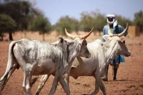 La Banque mondiale libère le financement d'un projet pastoral au Sahel
