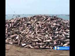 Malgré son abondance dans les eaux territoriales, le poisson est localement cher!