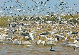 La grippe aviaire se propage en Mauritanie (Ministère)