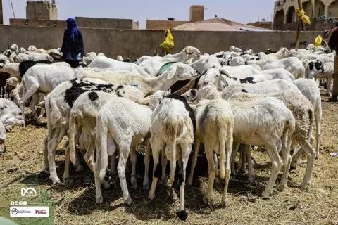 Officiel : le Cheptel de la Mauritanie estimé à près de 30 millions de têtes