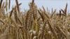 L’Indice FAO des prix des produits alimentaires fléchit en avril 2022