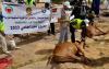 Chinguetti Pharma de bienfaisance distribue de la viande de l’Aid à 1008 familles