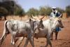 La Banque mondiale libère le financement d'un projet pastoral au Sahel 