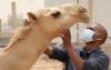 Mauritanie: Hausse des cas de décès liés à la fièvre de la vallée du Rift