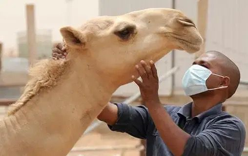 OMS : apparition du virus de la fièvre de la vallée du Rift dans 13 régions de Mauritanie