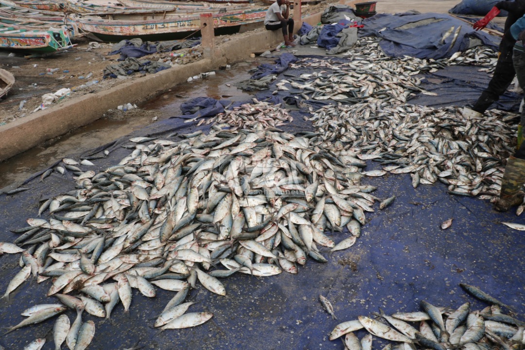 سوق السمك بالعاصمة نواكشوط - (المصدر: الصحراء)