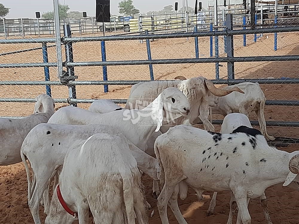 استعدادات لافتتاح معرض الثروة الحيوانية بمدينة تمبدغه ـ (المصدر: الصحراء)
