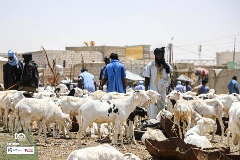 المصدر: الصحراء