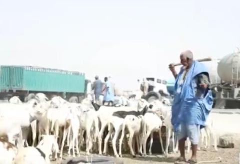 المصدر: الصحراء بلس