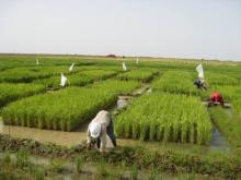 يحق لمن تتراوح أعمارهم ما بين 15 و25 التقديم للمدرسة - (المصدر: الإنترنت)